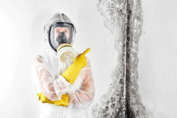 Best Industrial Mold Remediation  in Howard Lake, MN